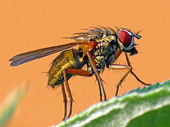 Illustration for article titled A Scientist Responds… to The Fly